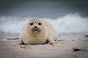 37 Dune, zeehonden